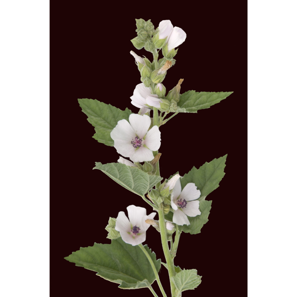 marshmallow-root-stomach-throat-soothing-tea-4oz-warrior-remedies